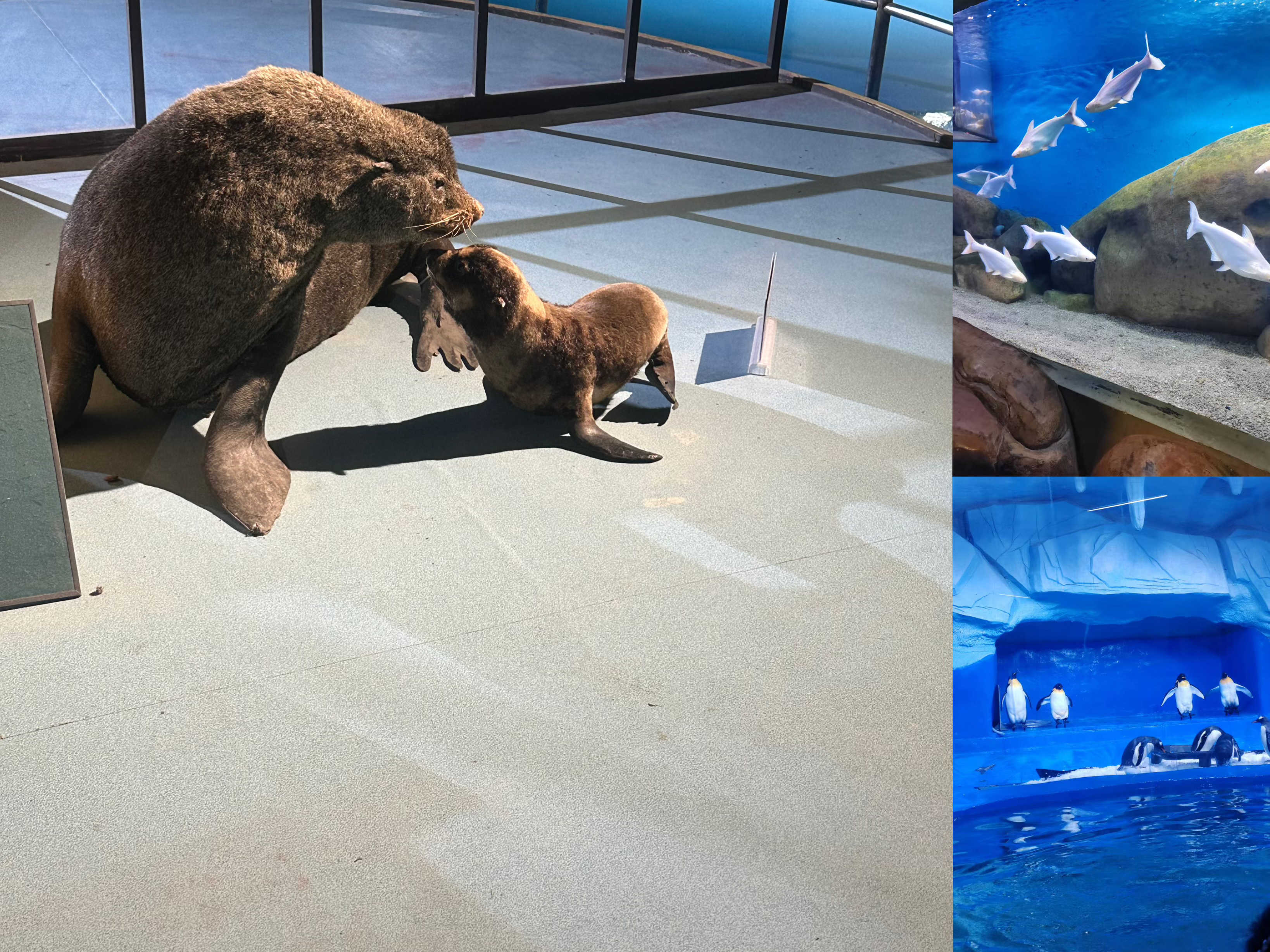 ��ʱ|AG(AsiaGaming)������Ӫ��